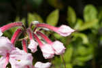 Pink azalea